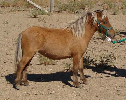 Wesco Farms Vanna White BB